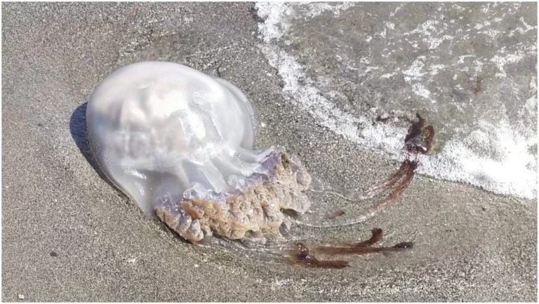 Foto medusa en la orilla de la playa