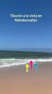 Tiburón en la playa de Matalascañas, huelva